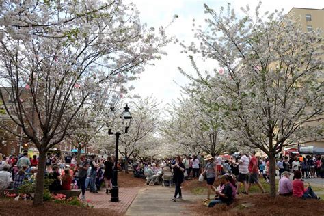 From The Cherry Blossom Festival To Tubman Museum How Macon Tourism