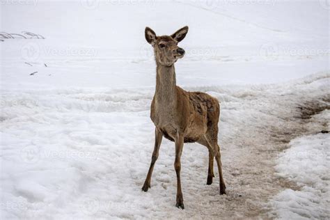 deer portrait on snow background 12022781 Stock Photo at Vecteezy