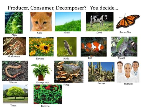 Producer Consumer And Decomposer