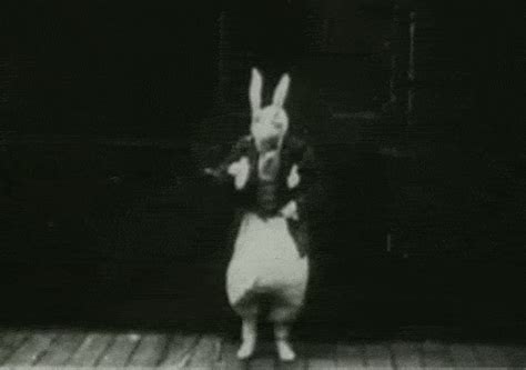 Rabbit  Find And Share On Giphy