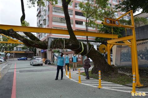 花蓮市地景彎腰迎賓樟裝鋼架 再伴地方半世紀 生活 自由時報電子報