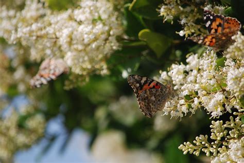 Motyl Motyle Malowana Pani Darmowe zdjęcie na Pixabay Pixabay