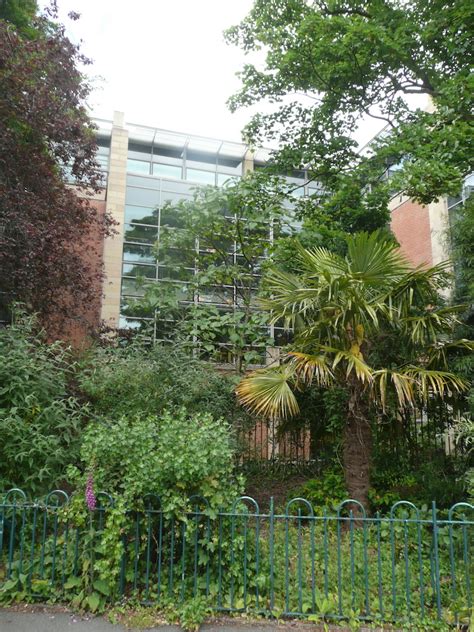 Paulownia Tomentosa Friends Of Belfast Botanic Gardens