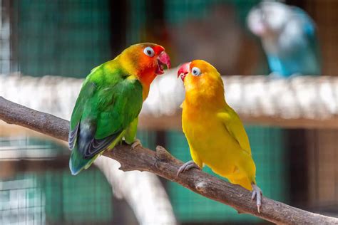 what happens if lovebird limping safely 6