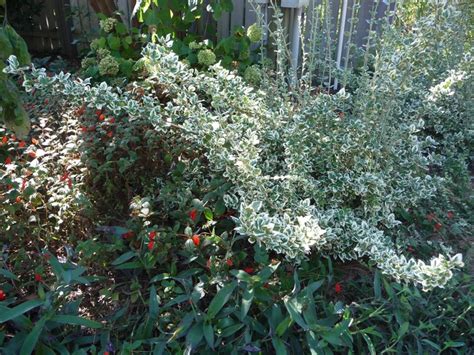 Emerald Gaiety Wintercreeper Paradise Acres Garden Center