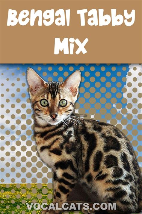 Bengal Tabby Mix Complete Guide