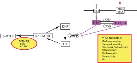 Frontiers Influence Of Methylenetetrahydrofolate Reductase C T And