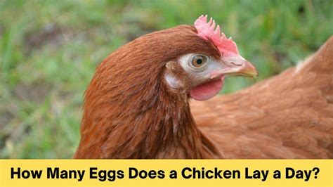 How Many Eggs Does A Chicken Lay In Its Life At Tanmarcelineblog Blog