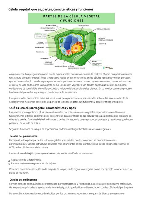 SOLUTION Célula vegetal que es partes características y funciones