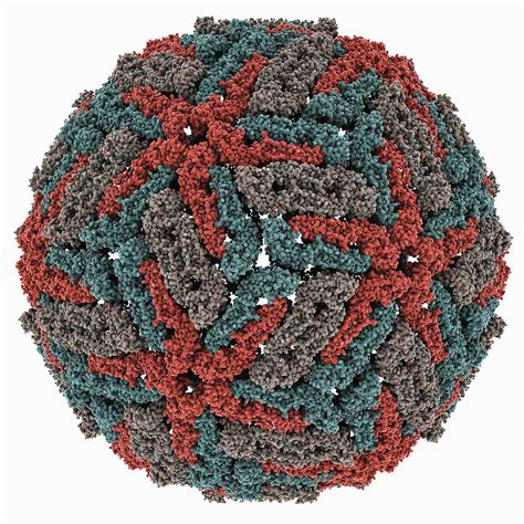 Dengue Virus Capsid Molecular Model Photograph By Science Photo Library