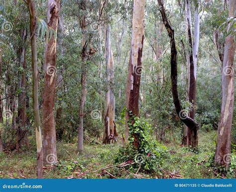 Bosque Del Eucalipto En El Mak De La Koh Imagen De Archivo Imagen De