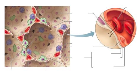 Respiratory Membrane Diagram Quizlet