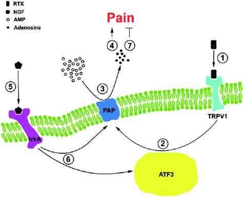 Diagram Of Prostatic Acid Phosphatase Pap Pathology Modulates The