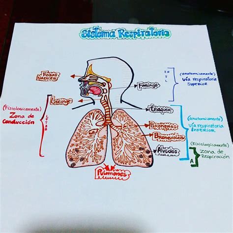 Como Hacer Un Mapa Mental Del Sistema Respiratorio Con Dibujos Png