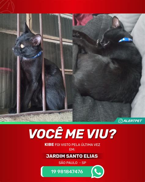 Gato Perdido S O Paulo Sp Kibe Alertpet