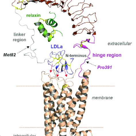 Spr Sensograms Of Relaxin Binding To Different Rxfp1 Constructs A