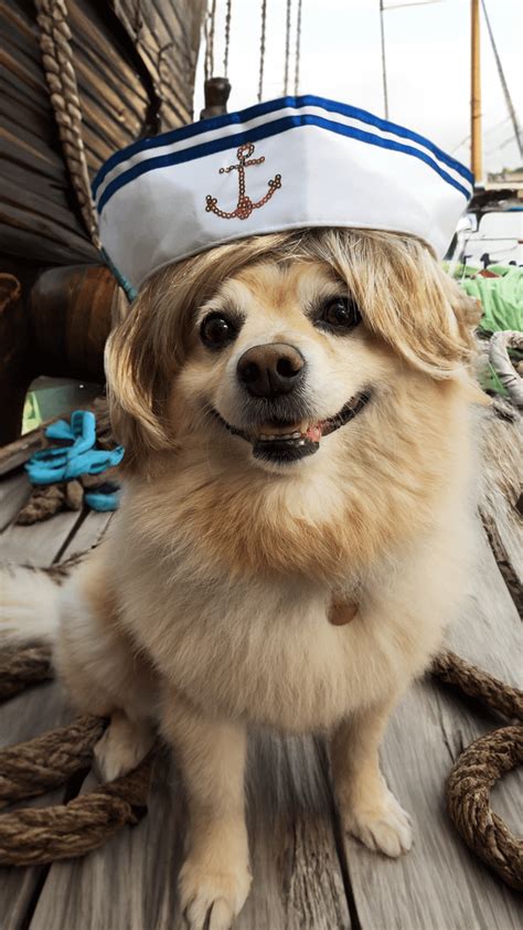 Helmeppo and Koby Cosplay (but dogs) : r/OnePiece