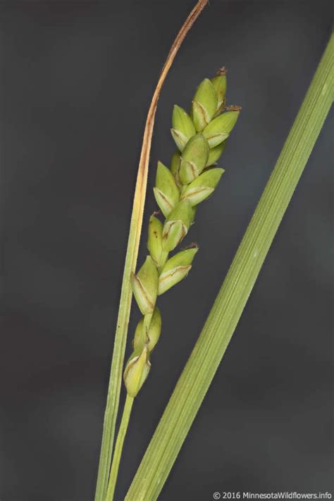 Carex Tetanica Rigid Sedge Minnesota Wildflowers