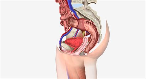 O Que Prolapaso Vaginal E Os Principais Sintomas