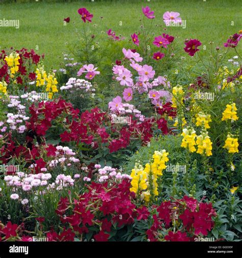 Annual Bedding Antirrhinum Majus Sonnet Gleb Nicotiana Alata