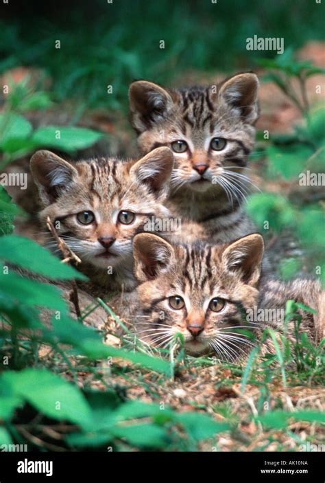 Common Wild Cat / European Wild Cat Stock Photo - Alamy