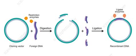 Gene cloning, illustration - Stock Image - F037/4511 - Science Photo Library