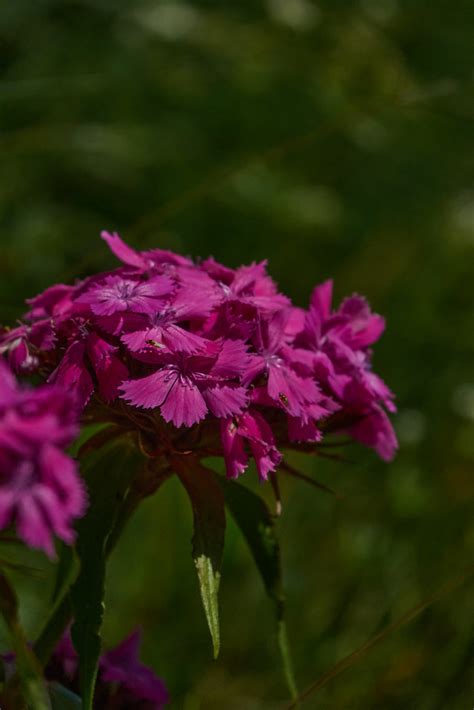 Oeillet Barbu Dianthus Barbatus Guillaume Caillon Flickr