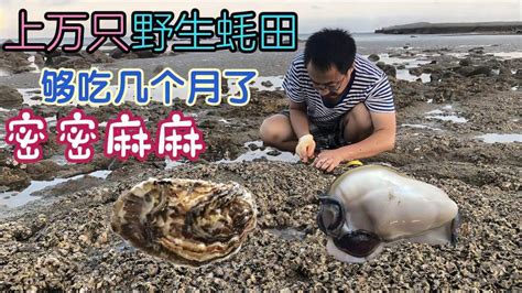 二哥赶海来盘废弃海参池，野生蚝几乎遍布在池里，吃独食感觉真好三农农村赶海好看视频