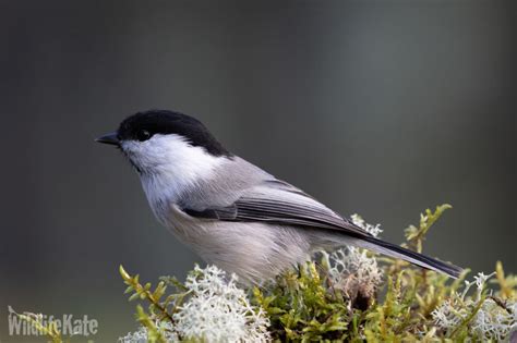 Finland 2019 – The Birds