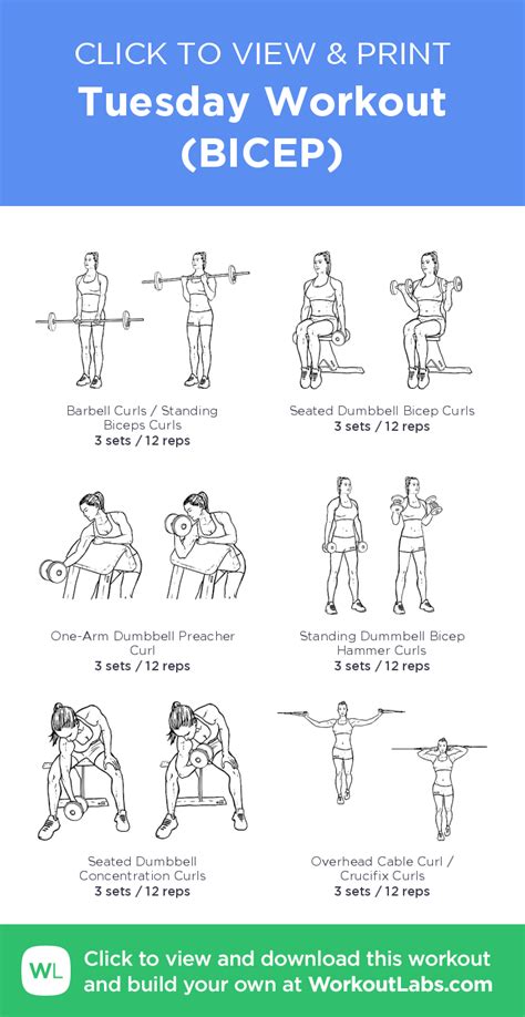 Tuesday Workout Bicep Click To View And Print This Illustrated