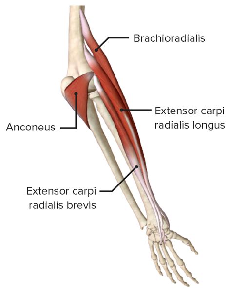 Unterarm Knochen Muskeln Gef E Innervation Lecturio