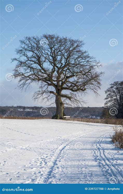 Naked Tree In The Snow Stock Photo Image Of Landscape 239727788