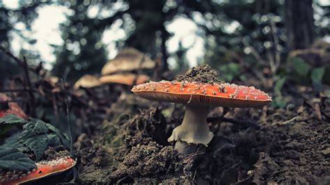 Download Wallpaper Wild Mushrooms 1920x1080