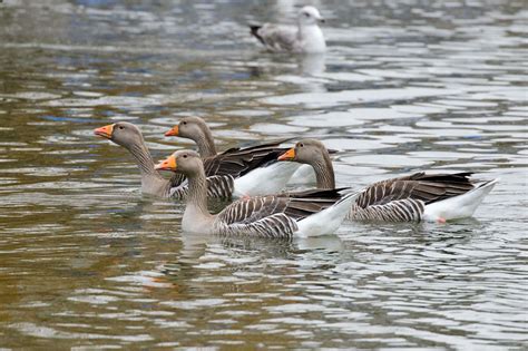 Greylag Geese | Everything is Permuted