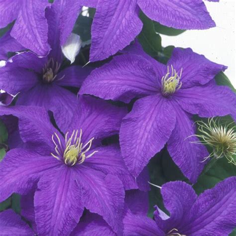Rhapsody Clematis | Plant Addicts
