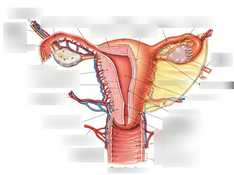 Female Reproductive System Internal Labeling Diagram Quizlet