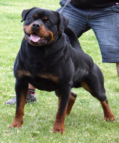 Dog Breeds: Rottweiler