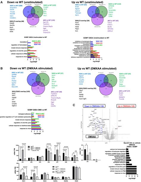 Agc Kinase Inhibitors Regulate Sting Signaling Through Sgk Dependent