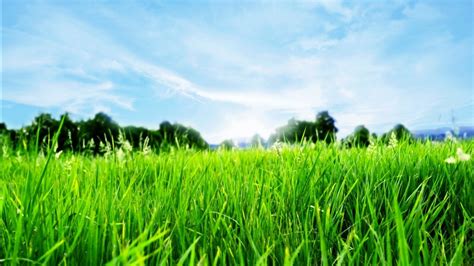 Grass field, field HD wallpaper | Wallpaper Flare