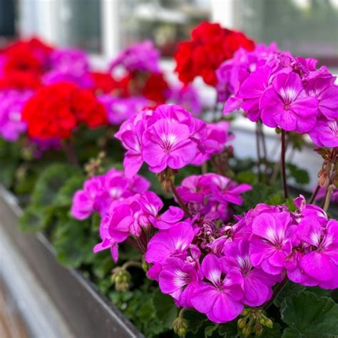 How To Keep Geraniums Blooming 3 Secrets To Lasting Blooms