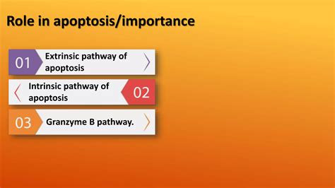 Apoptosis Intrinsic And Extrinsic Pathway With Assays Ppt