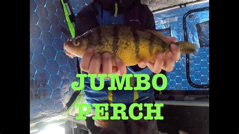 INSANE JUMBO Perch Smackdown On A Secret Lure Ice Fishing Is A Go