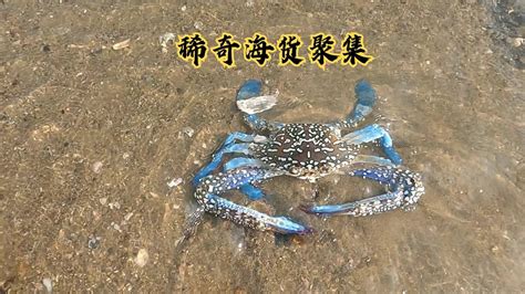 沙滩退潮后，阿狮赶海发现遍地稀奇海货，深海龙虾和大螃蟹随便捡 Youtube