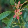 Ceratopetalum Christmas Bush New South Wales Christmas Tree