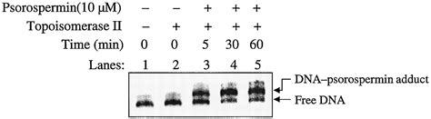 Topoisomerase Ii Site Directed Alkylation Of Dna By Psorospermin And