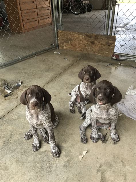 German Shorthaired Pointer Puppies!!! | Michigan Sportsman - Online Michigan Hunting and Fishing ...