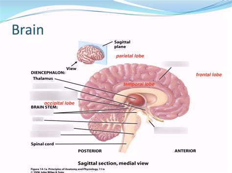 The Brain Anatomy And Physiology Diagram Quizlet