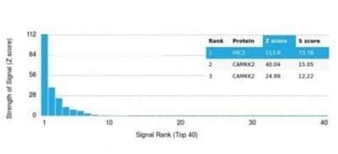 Hic Antibody Pcrp Hic B Azide And Bsa Free Novus Biologicals