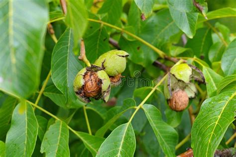 A Walnut Tree with Many Nuts Stock Photo - Image of season, macro: 263043848