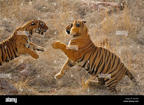 A Mating Pair Of Two Indian Or Bengal Tigers Panthera Tigris Tigris Ranthambore National Park